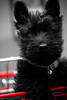 West : Impromptu photo shoot of one of the cutest puppies I've ever seen.